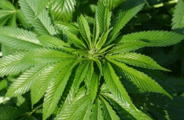 advocaathennepkwekerij - Hennepkwekerij straf